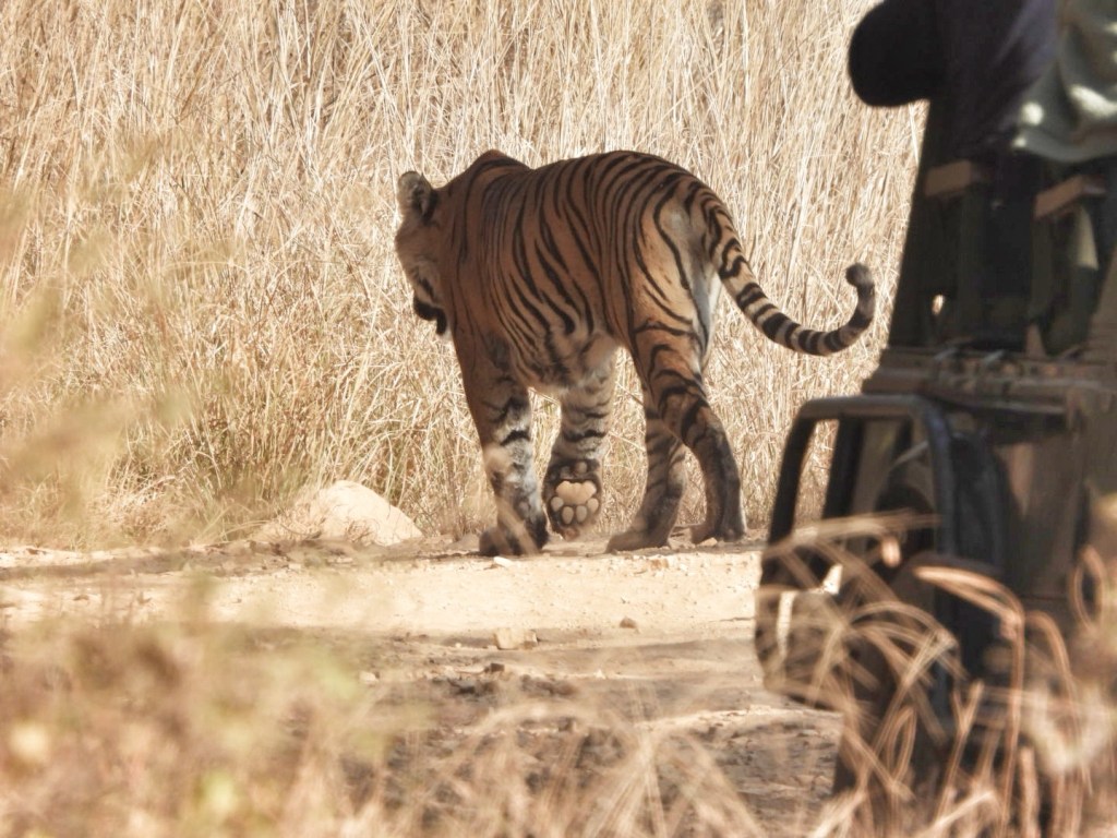 Four a Day Picture Diary: Safari&nbsp;Bureaucracy